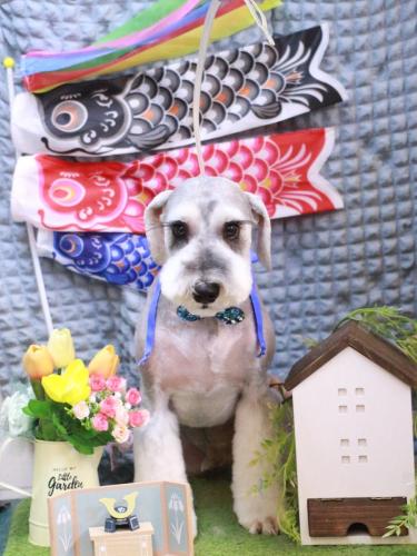 20230505りくくん